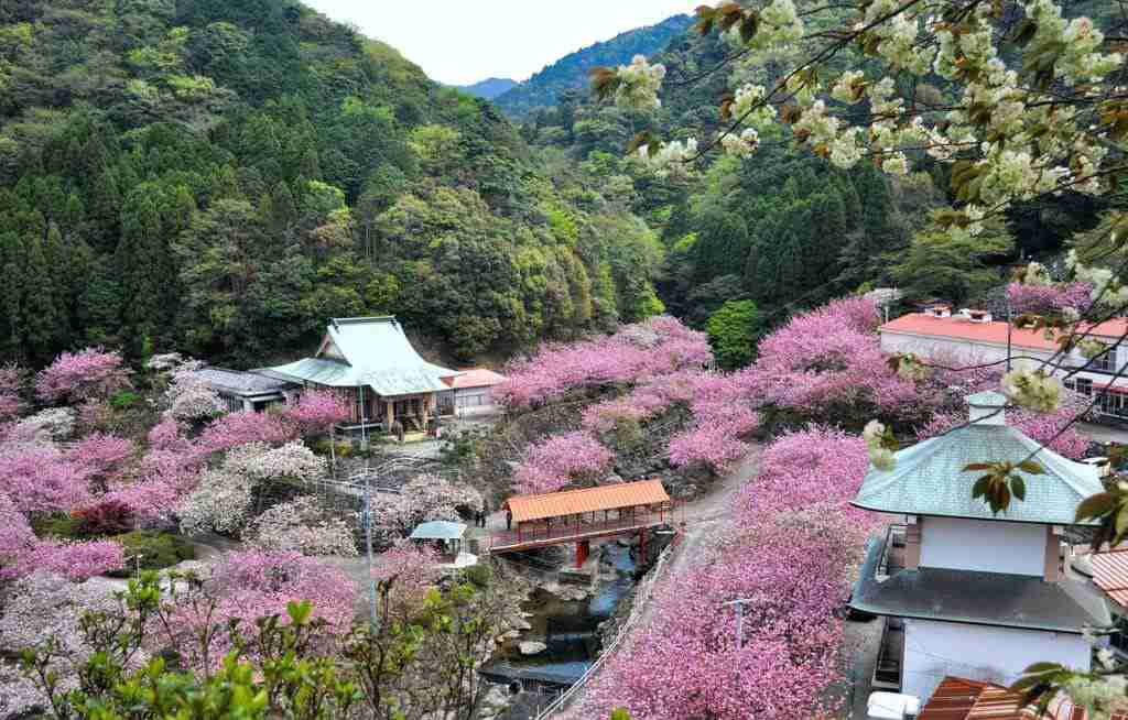 大分