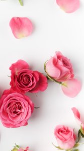 白背景にピンク色の薔薇を撮影した写真の待受