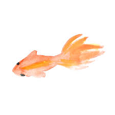 金魚の絵