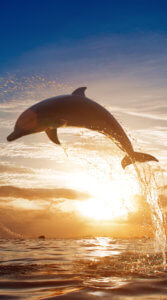 夕日をバックにイルカが海から飛び跳ねている様子を写した写真待ち受け