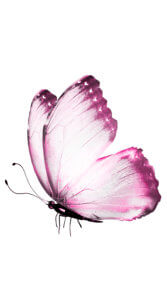 一匹のピンクの蝶々が繊細に細かいところまでしっかり描かれたイラスト待ち受け