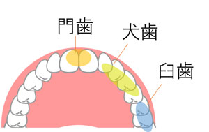 歯の部位を説明したイラスト