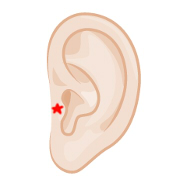 耳の横（耳絃）