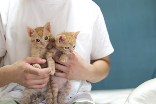猫の赤ちゃん二匹を抱っこしている画像