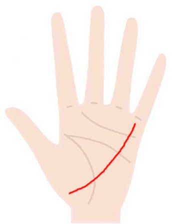 親指の付け根から小指に伸びる線がある