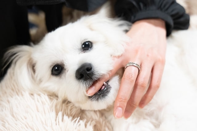 犬が人の指を噛んでいる様子