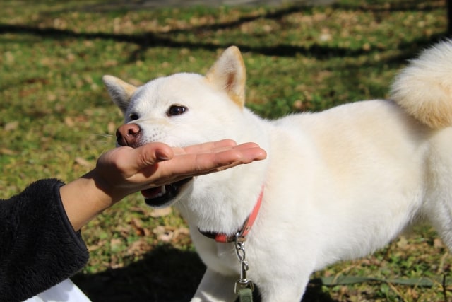 犬が人の手を噛んでいる様子