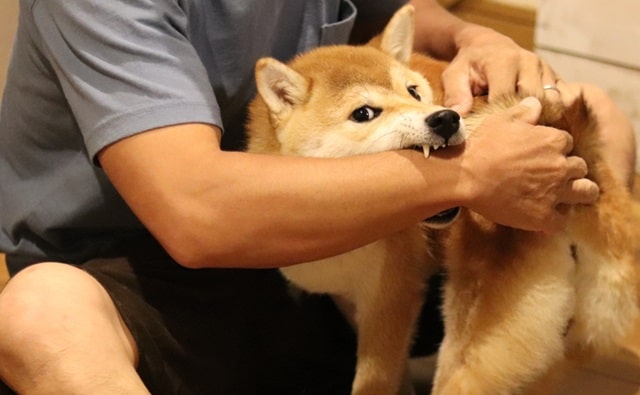 犬にかまれる飼い主