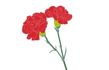 カーネーション