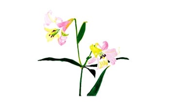 カサブランカのイラスト