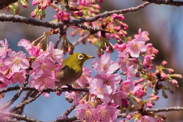 桜ととりの写真