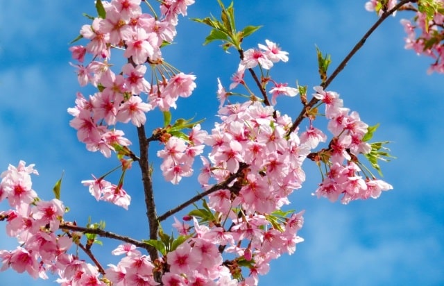 桜の写真