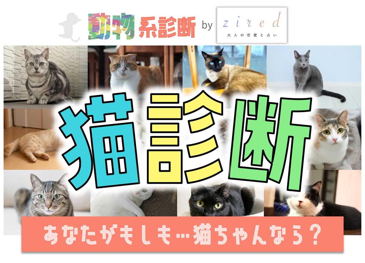 猫診断