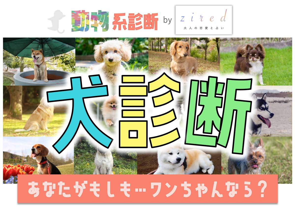 犬診断